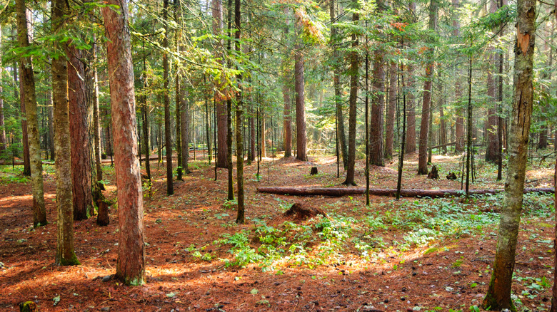 A view of the Woods in Katahdin Woods and Waters National Monument