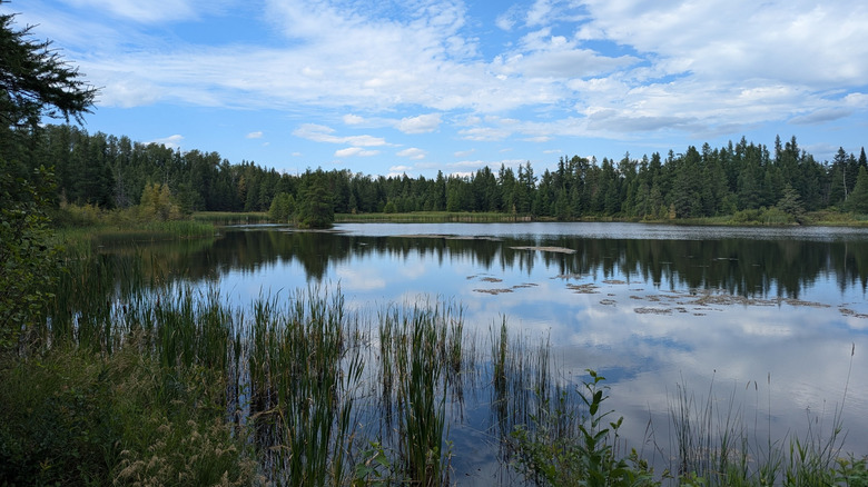 Pond surrounded by coniferous forest with blue sky at Aroostook National Wildlife Refuge, Maine