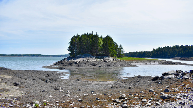 Low tide in Cobscook Bay State Park, Northern Maine
