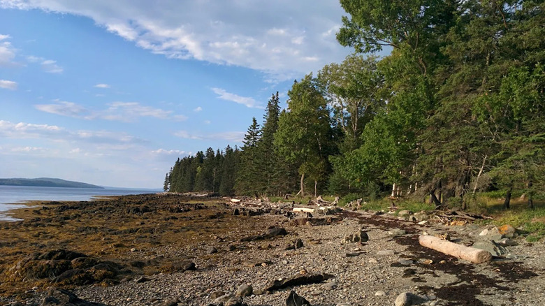 A spruce forest and a beach at Warren Island State Park, Maine