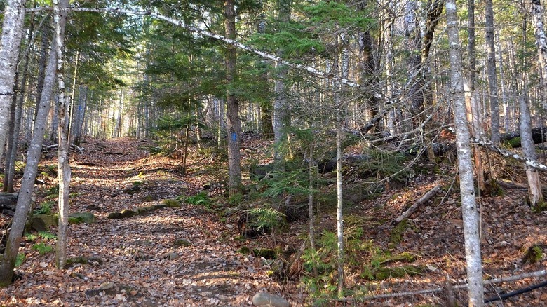 A forested path covered in fallen leaves in Aroostook State Park, Maine