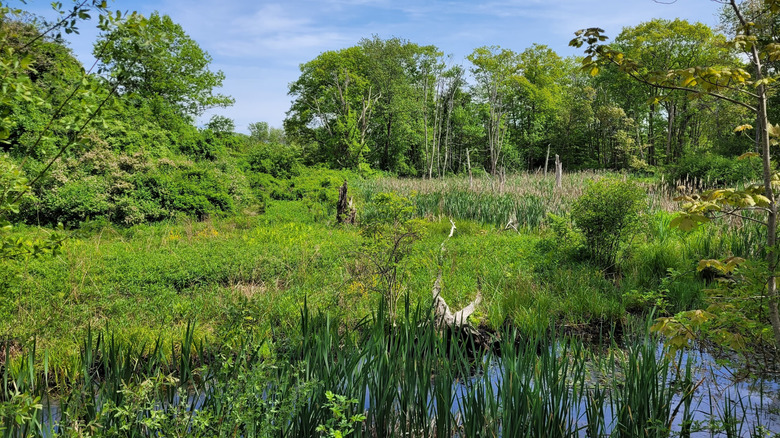 Marshes and woodland in the Peaks Island Land Preserve on Peaks Island in the Islands of Casco Bay, Maine