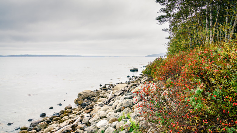 A rocky beach at moose point state park