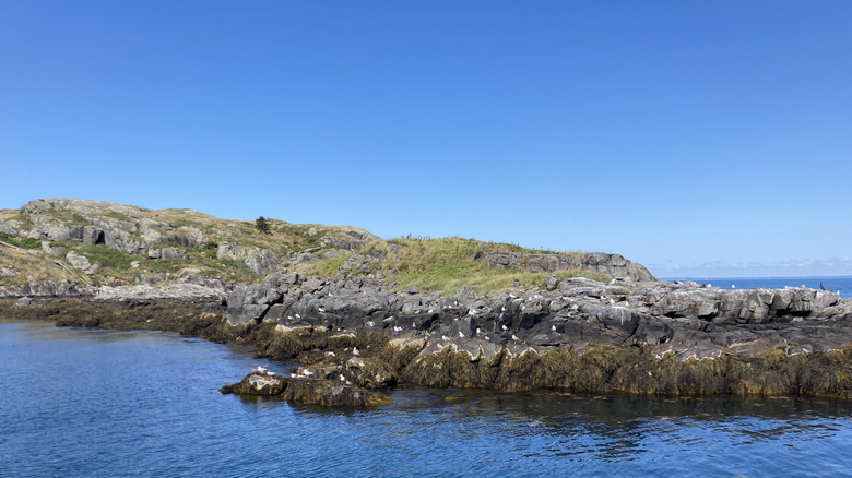 Birds along the coast of Monhegan Island in Maine