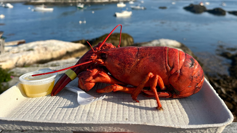 A lobster dinner in front of a Maine harbor landscape
