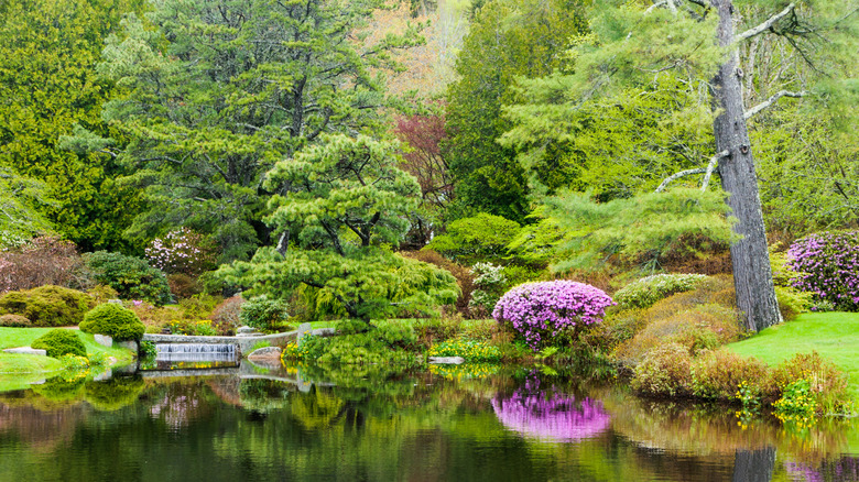 Greenery and flowers in Asticou Azalea Garden, Maine