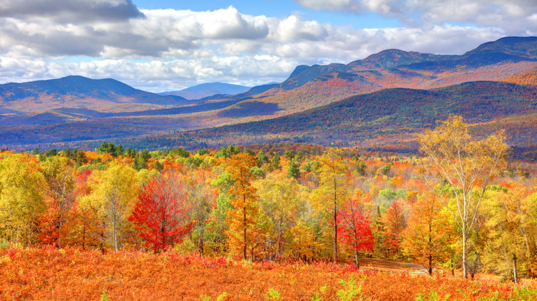 Fall foliage in Mount Blue State Park in the Western Mountains of Maine