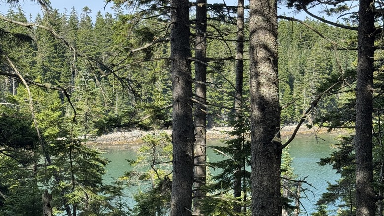 Forests of Great Wass Islands