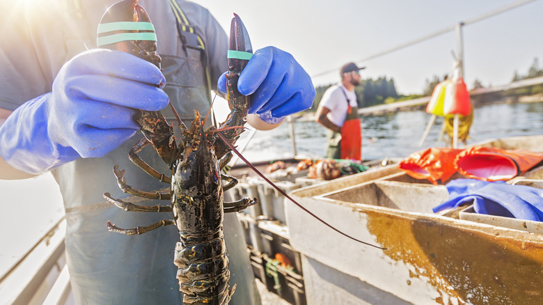 Maine lobster fishing