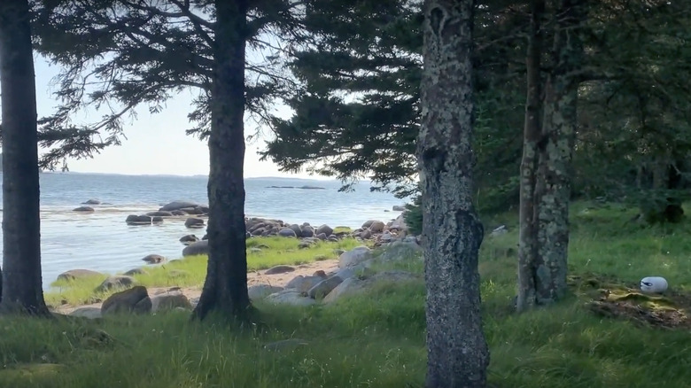 An island shore with trees and grasses