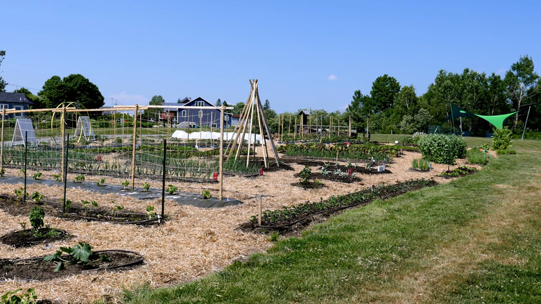 Community Garden at Milbridge Commons Wellness Park