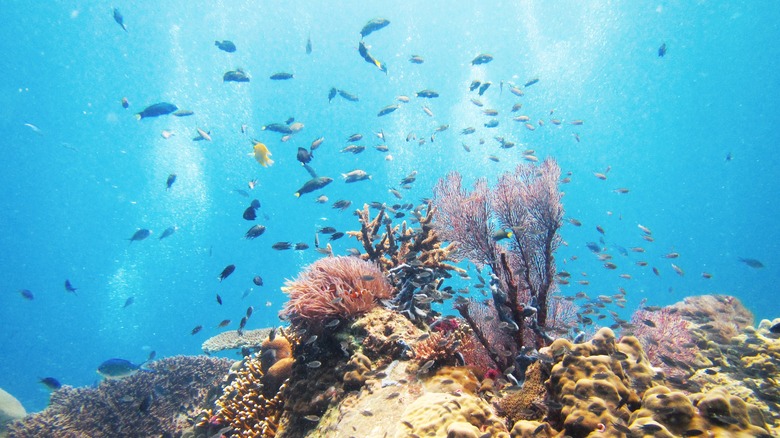 Underwater coral reef view in Tioman Island, Malaysia