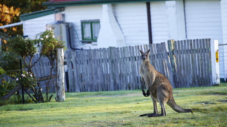 A kangaroo spotted in Mallacoota