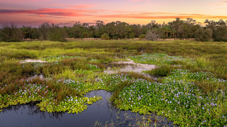 Marshland in Florida at sunset