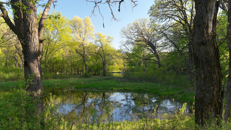 A pond surrounded by trees in Battle Creek Regional Park