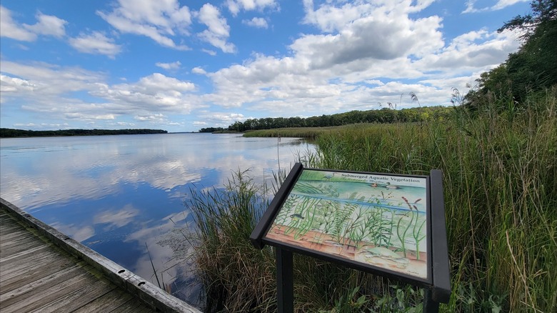 Interpretive sign at Marshy Point, Maryland, which is one of the stops along the Dundee Creek Paddle Trail, surrounded by marsh grasses and trees