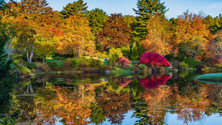 Asticou Azalea Garden, Mount Desert Island, Maine