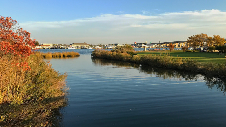 Sunlit grassy riverbank at Kent Island, Maryland