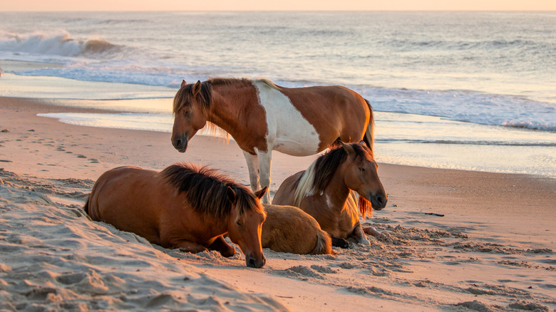 Wild horses on Assateague Island, Maryland