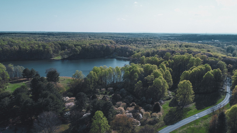 aerial view of green trees and highway and water