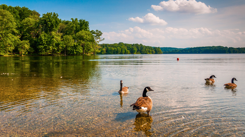 geese in lake near Towson