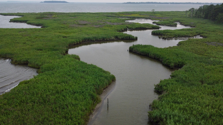 Rivers and marshes in Chesapeake Bay Environmental Center in Maryland