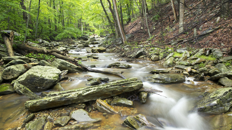 Stream in Catoctin State Park in Thurmont, Maryland