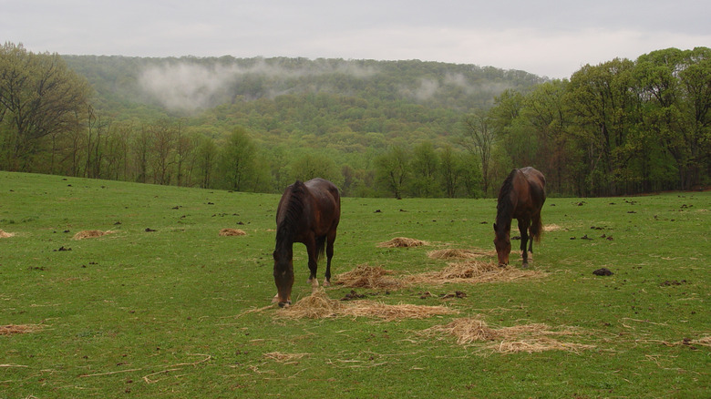 Horses grazing near Catoctin Furnace