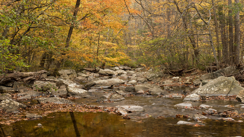 Hunting Creek in the fall at Catoctin Mountain Park
