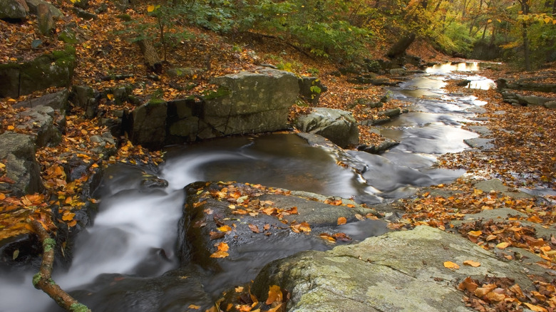A creek flowing through the forest in Maryland's Susquehanna State Park