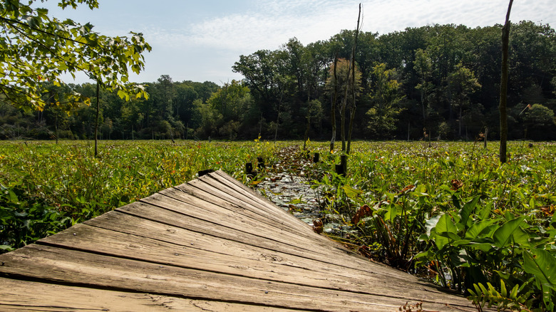 wetlands in Calvert Cliffs State Park