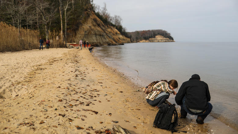 Fossil hunters digging in the sand at Calvert Cliffs State Park, Maryland