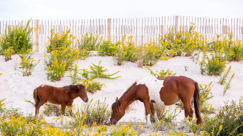 A wild mare and her foal grazing at Assateague Island State Park, Maryland