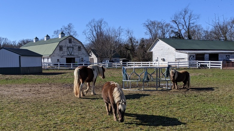 A horse and two ponies at a historic farm
