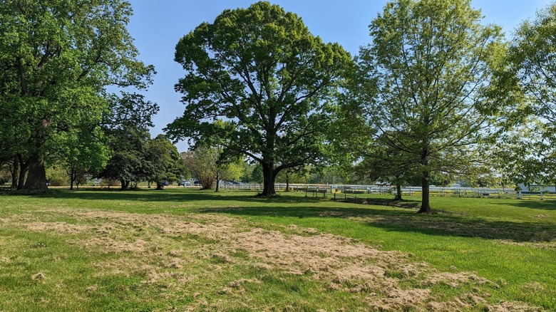 Tall trees grow around a pasture at Greenwell State Park in Maryland.