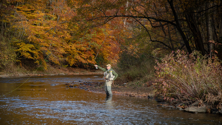 Person goes fly fishing in Casselman River in autumn.