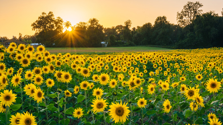 Hundreds of sunflowers in a field with the sun setting behind trees in Jarrettsville, Maryland