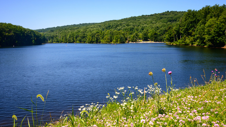 Lush rolling hills surrounding Hunting Creek Lake at Cunningham Falls State Park