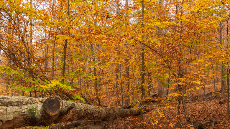 Vibrant autumn colors at Cunningham Falls State Park, Maryland