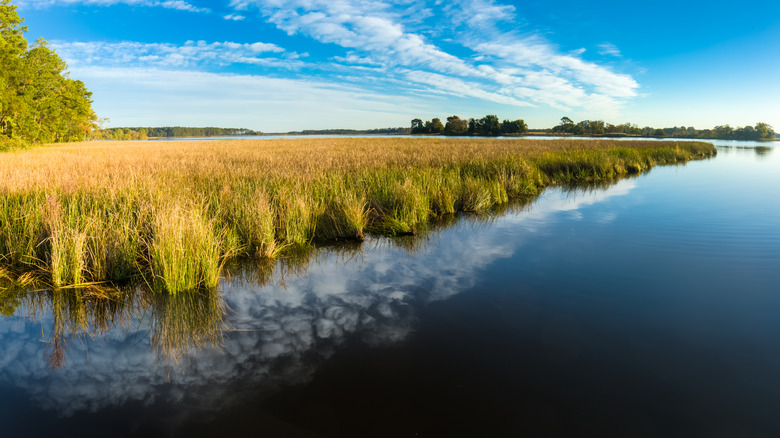 Marsh grasses reflected in bay water on a clear day