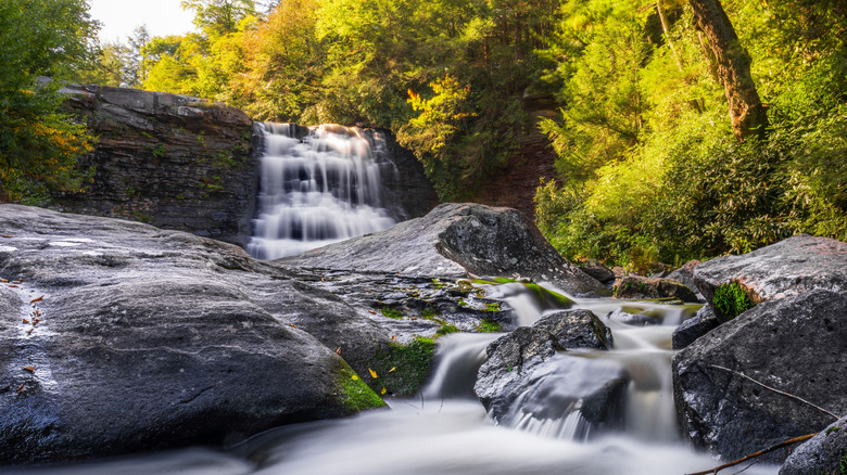 Waterfall surrounded by trees in Swallow Falls State Park