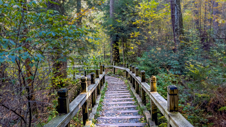 Boardwalk trail crossing woods in Swallow Falls State Park