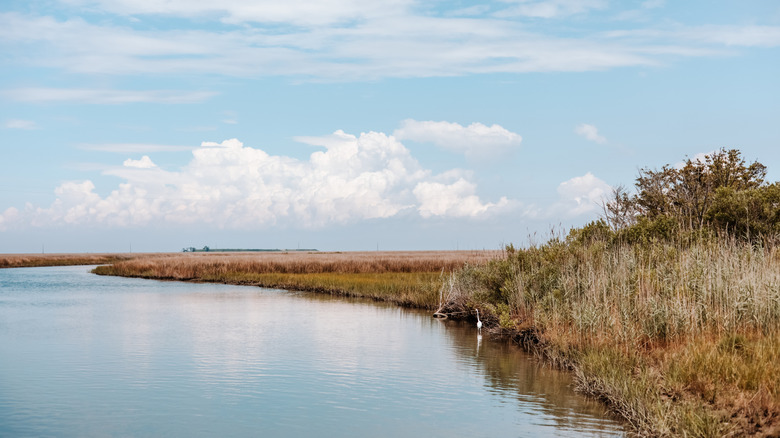 A white heron on Smith Island