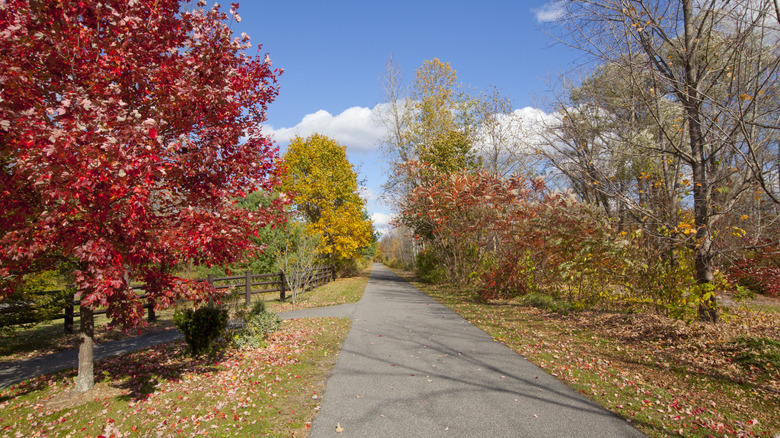 Ashuwillticook Rail Trail in the fall