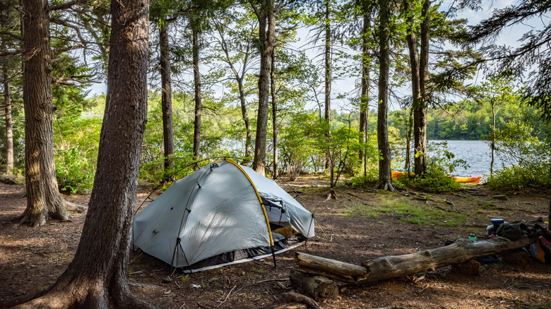 Shady waterfront campsite with a tent pitched