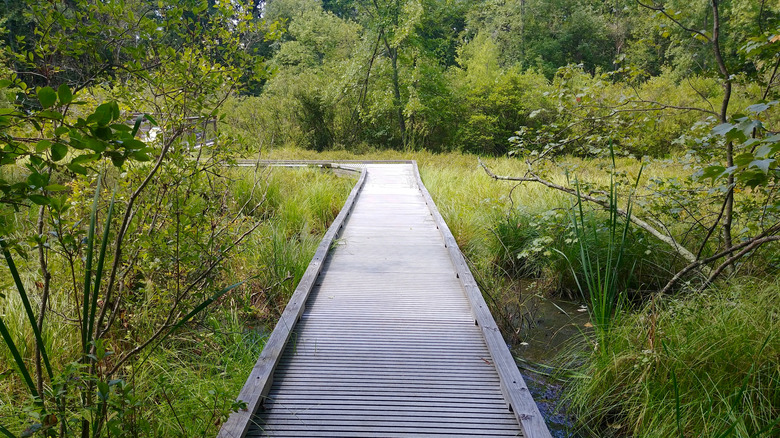 quiet nature trail in Acton, Massachusetts