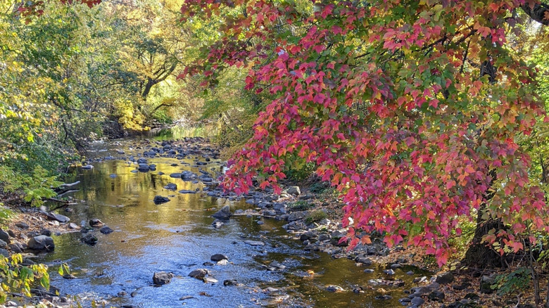 Fall foliage along the river in Florence, Massachusetts