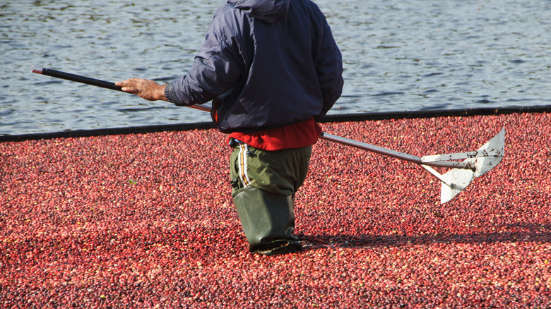 A man in a cranberry bog