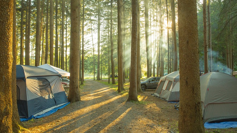 Sunlight shines through pine trees and tents at Taconic State Park's campground in New York