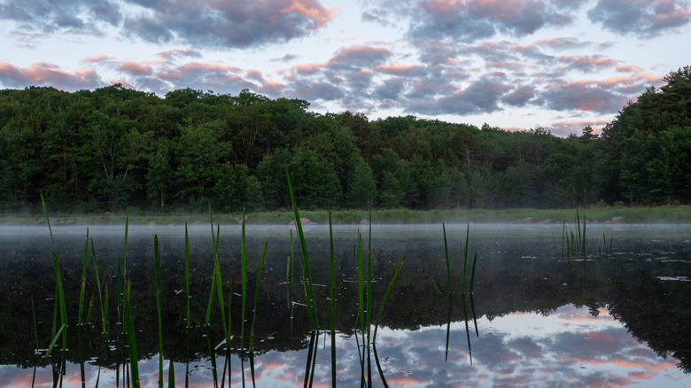 Sunset over the water in Bearsden Forest Conservation Area in Athol, Massachusetts with grass poking through the water and clouds reflecting